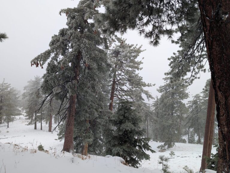 WhatsApp Image 2026-02-17 at 10.19.02 AM