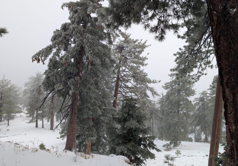 WhatsApp Image 2026-02-17 at 10.19.02 AM