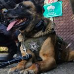 WhatsApp Image 2026-03-17 at 5.27.27 PM